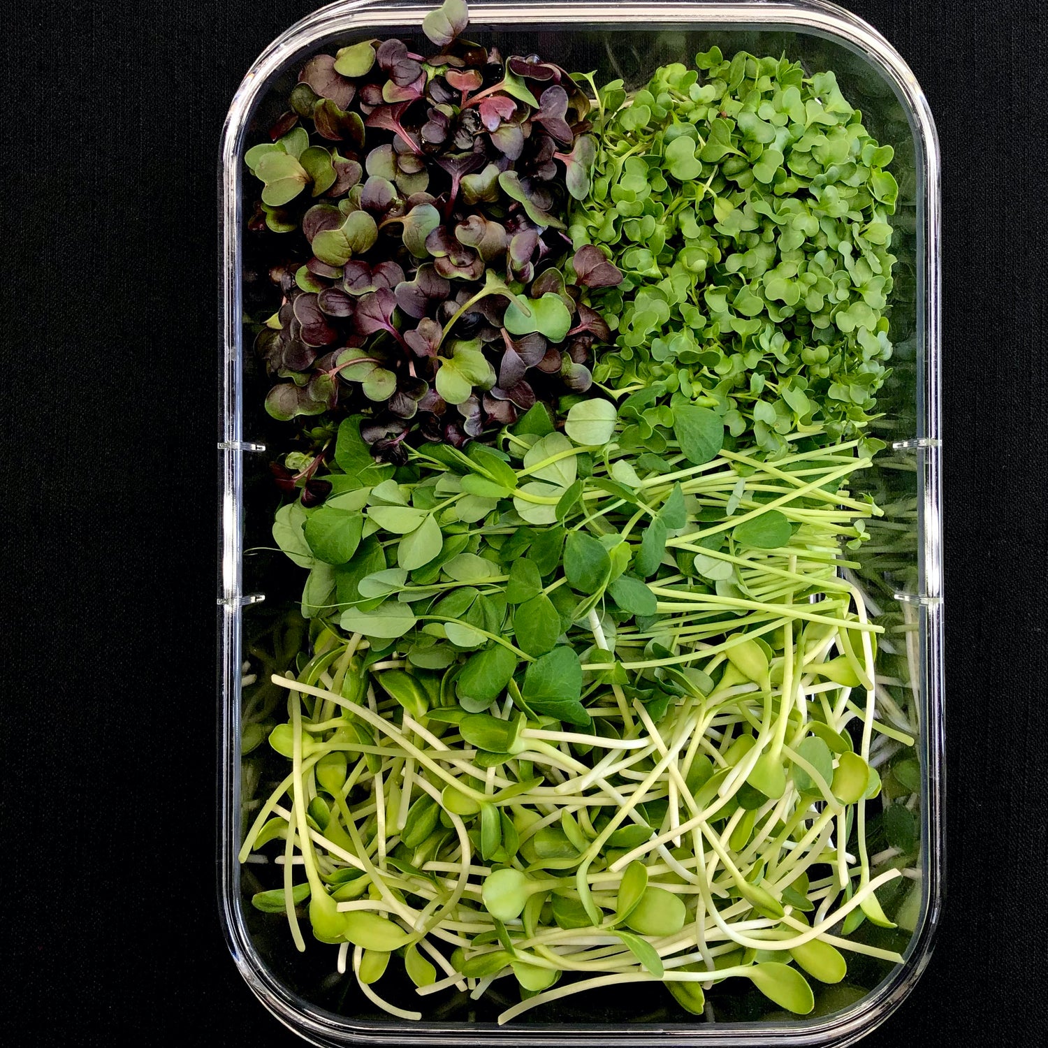 Seaside Sampler is a large box which houses 4 microgreen varietals including broccoli, radish, sweet pea and sunflower. Broccoli has green heart shaped leaves, radish has purple and green heart shaped leaves, sweet pea has long slender stems with oval leaves and tendrils, and sunflowers have long thick stems with green oval leaves.