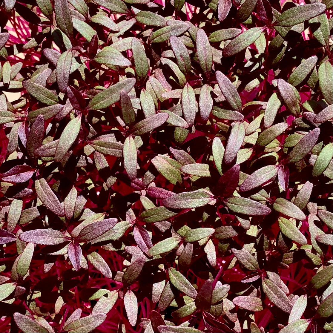 Amaranth microgreens have bright reddish pink stems with bright reddish pink and green leaves.