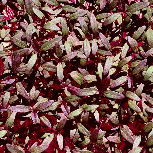 Amaranth microgreens have bright reddish pink stems with bright reddish pink and green leaves.