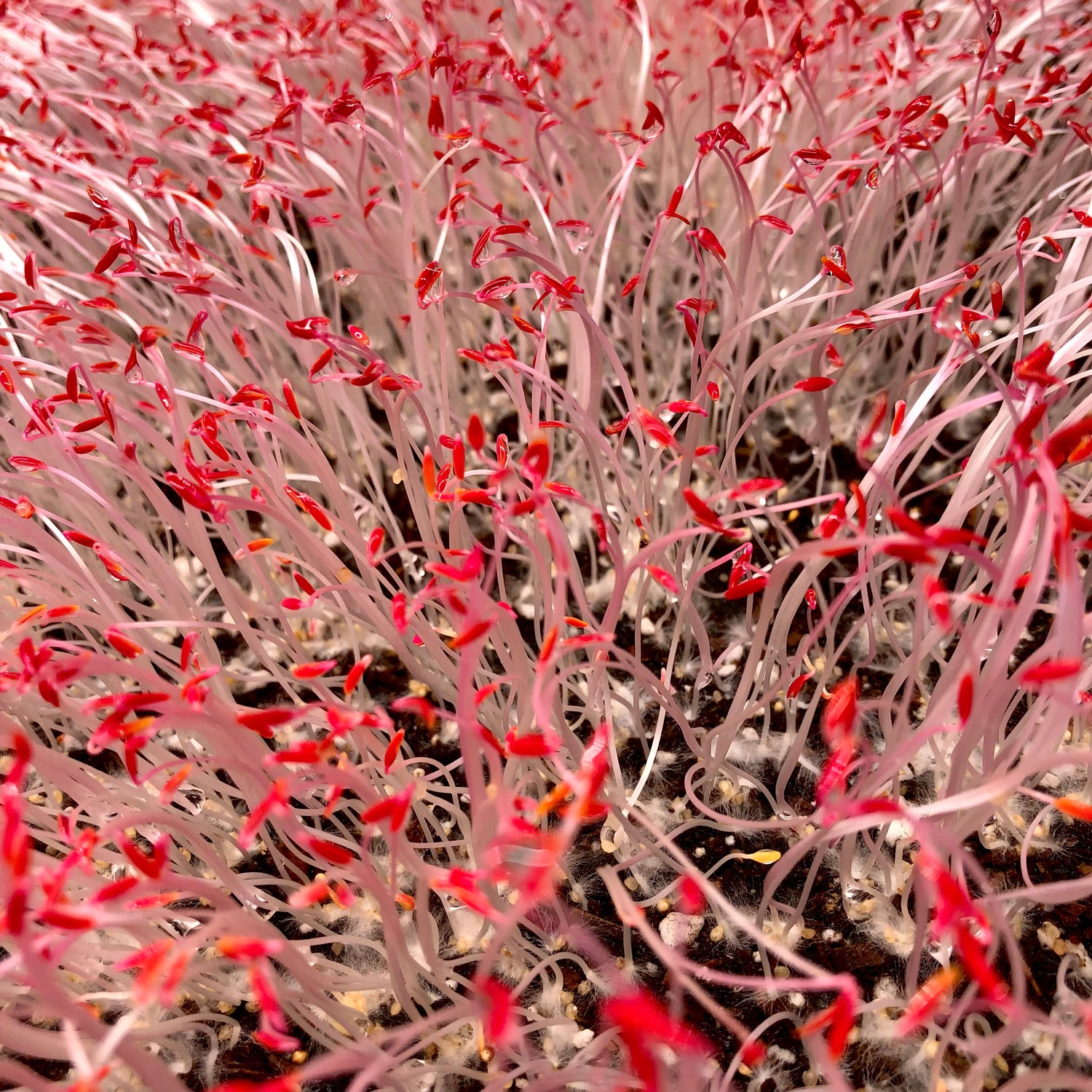 Germinating amaranth microgreens have white  stems with bright reddish pink leaves.