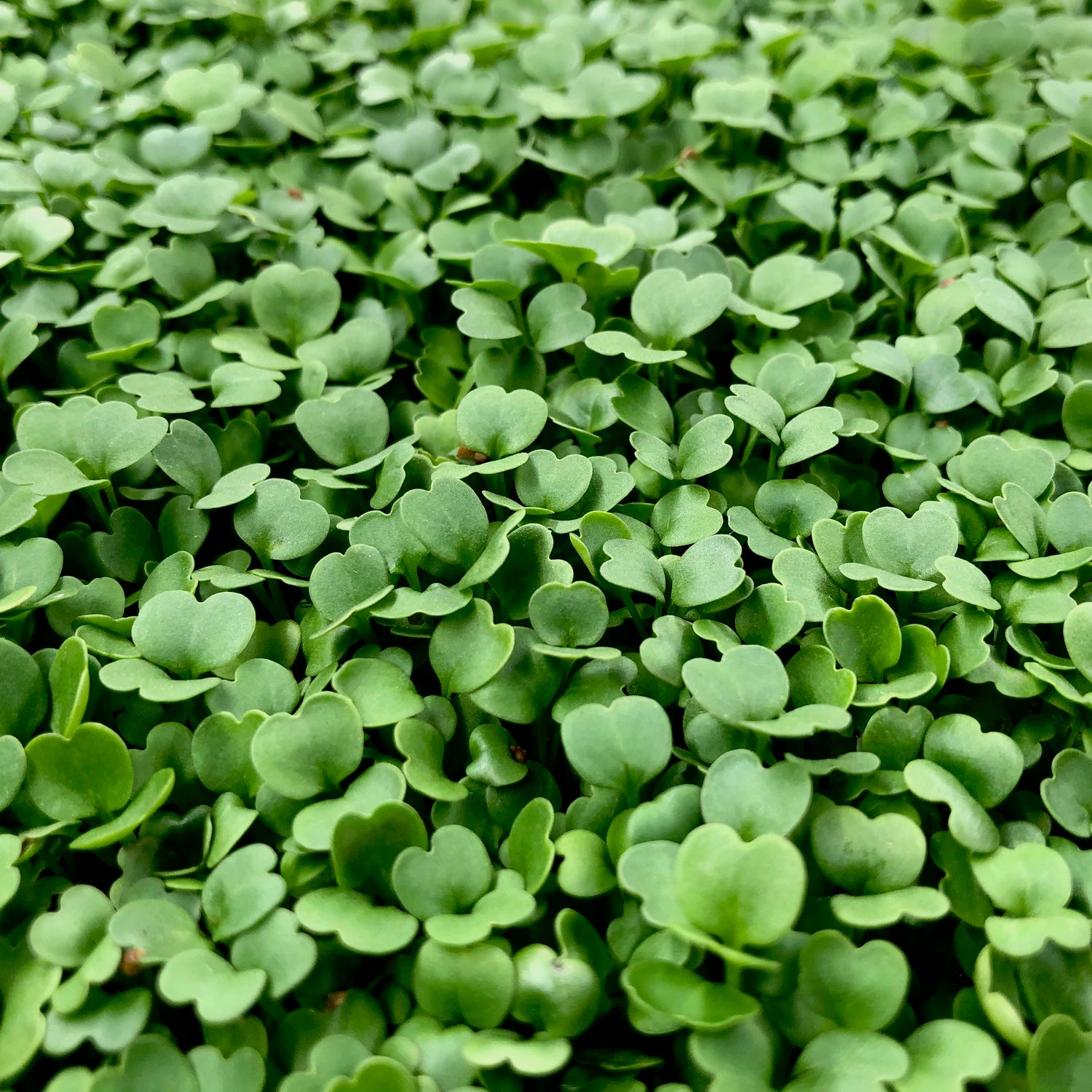 Arugula microgreens have tiny green heart shaped leaves.