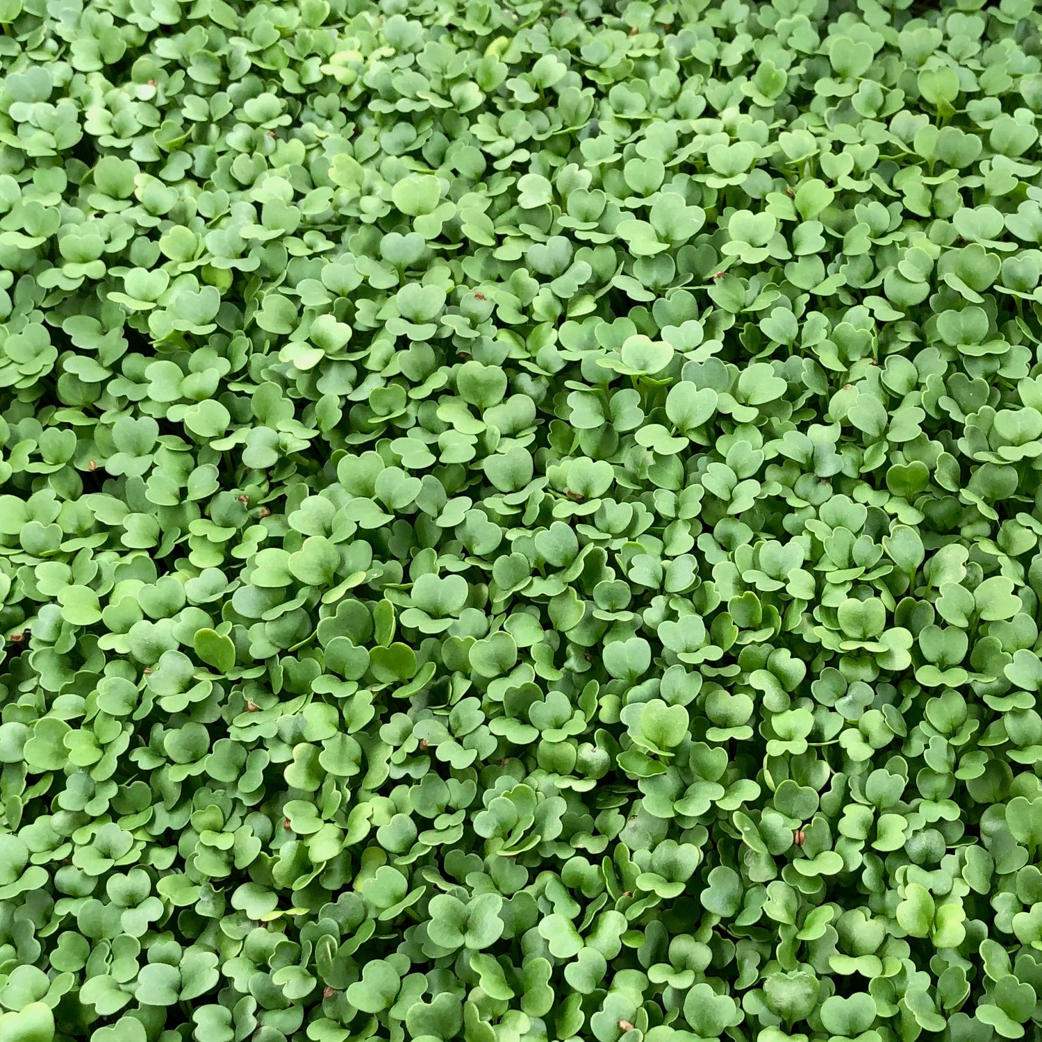 Broccoli microgreens have heart shaped leaves that are bright green