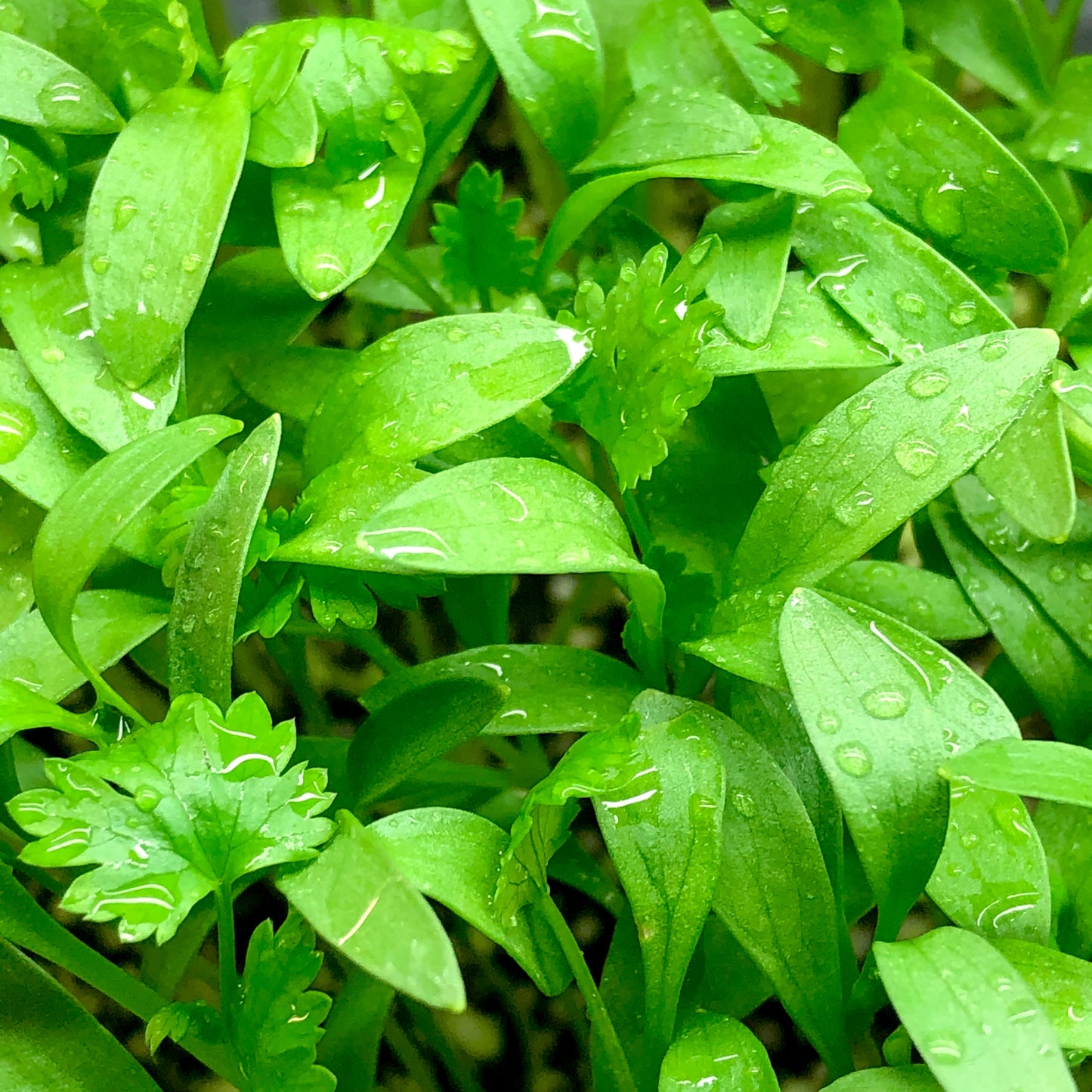Cilantro microgreens are bright green and have maple shaped true leaves with long and narrow cotyledons 