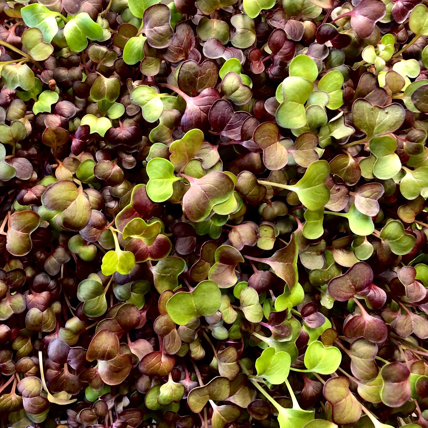 Radish microgreens have bright green and purple heart shaped leaves