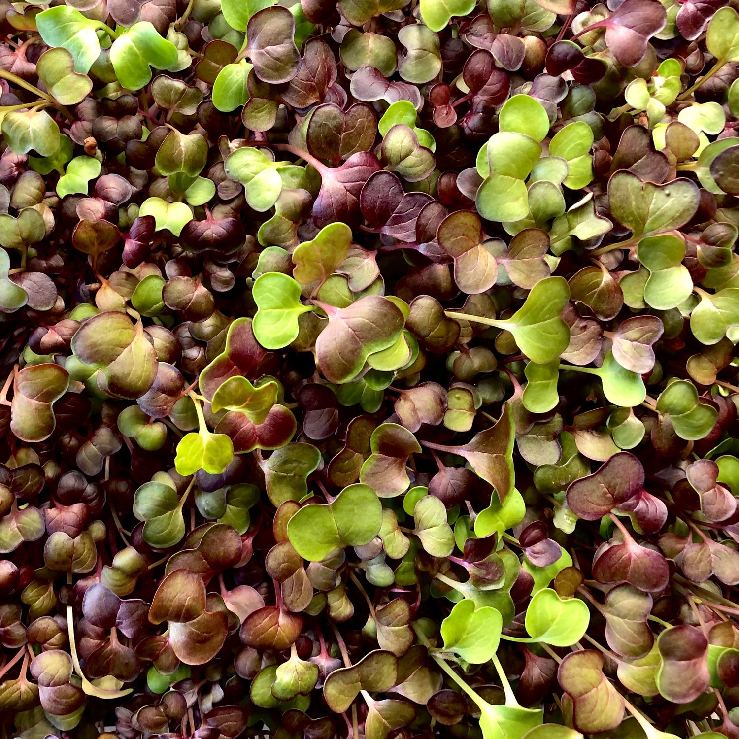 Radish microgreens have bright green and purple heart shaped leaves