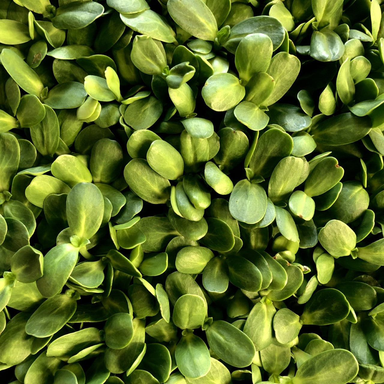 Sunflower microgreens have long thick white stems with bright green oval leaves.