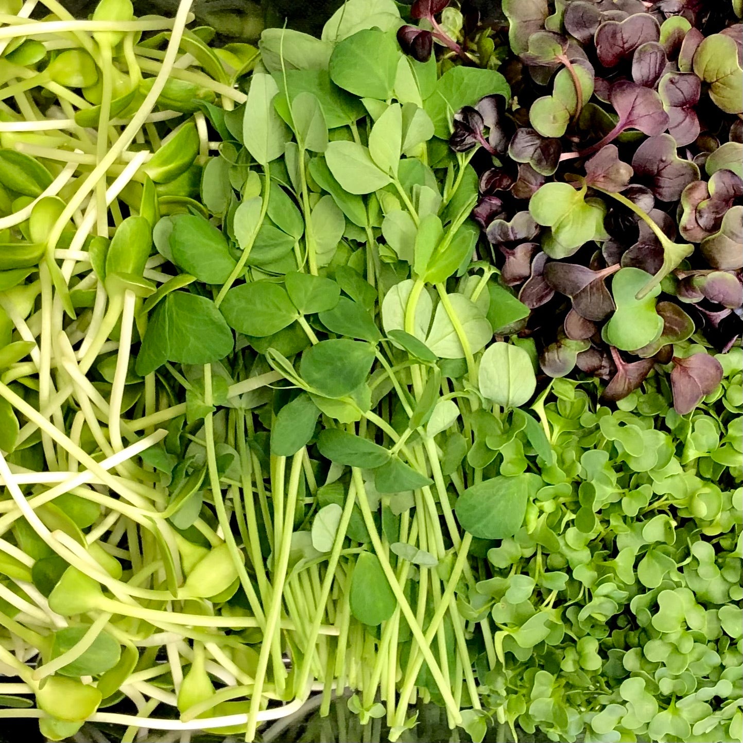 Seaside Sampler is a large box which houses 4 microgreen varietals including broccoli, radish, sweet pea and sunflower. Broccoli has green heart shaped leaves, radish has purple and green heart shaped leaves, sweet pea has long slender stems with oval leaves and tendrils, and sunflowers have long thick stems with green oval leaves.