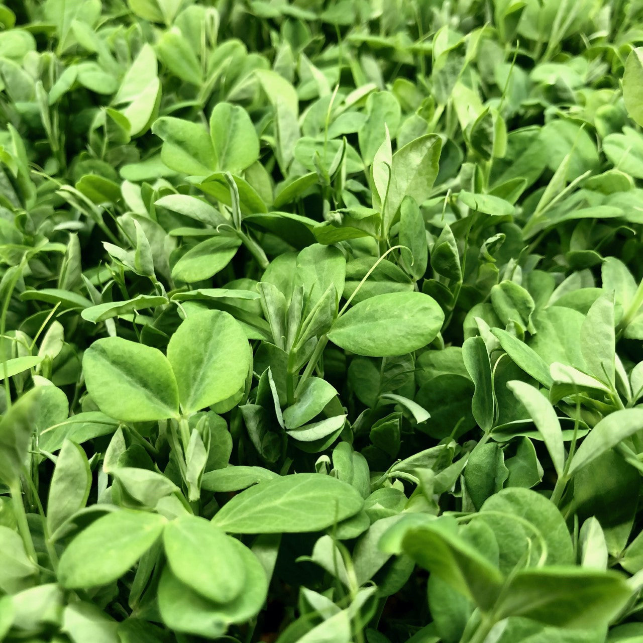 Sweet pea microgreens are light to medium green and have long slender stems with oval leaves and tendrils.